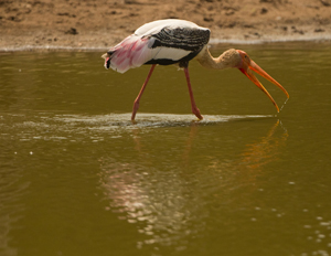 stork
